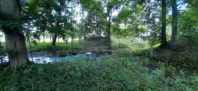 Działka rekreacyjna 0,37ha z linią brzegową i starodrzewiem