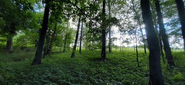 Działka rekreacyjna 0,37ha z linią brzegową i starodrzewiem