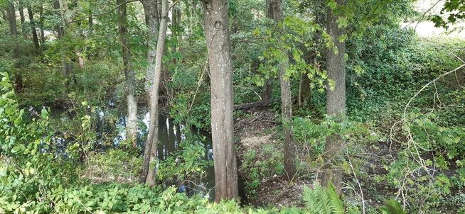 Działka rekreacyjna/inwestycyjna 0,38ha ze starodrzewiem