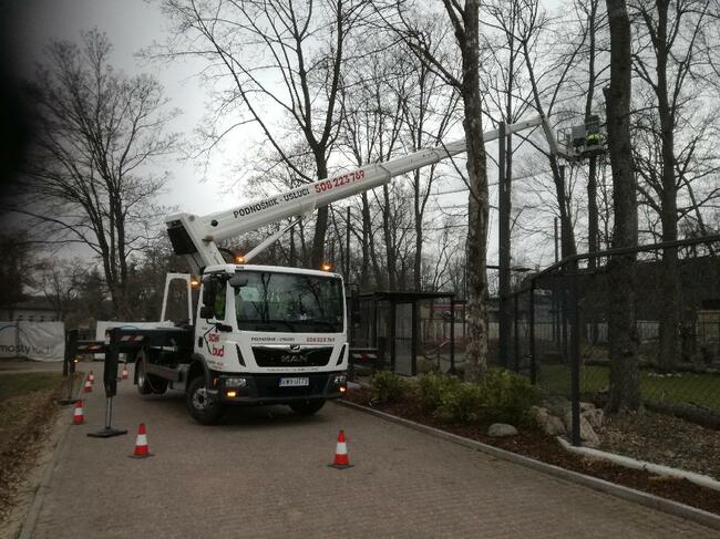 Wycinka drzew, cięcie korygujące i pielęgnacyjne drzew