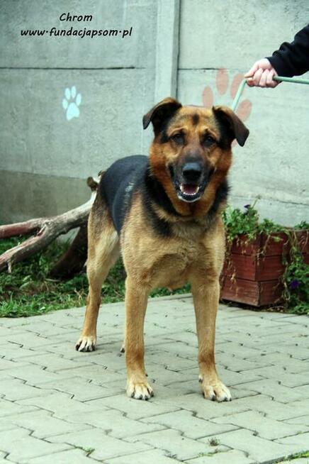 Chrom - pogodny owczarek