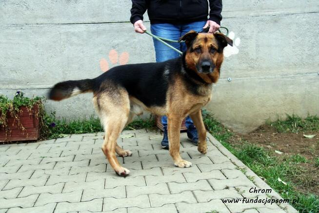 Chrom - pogodny owczarek