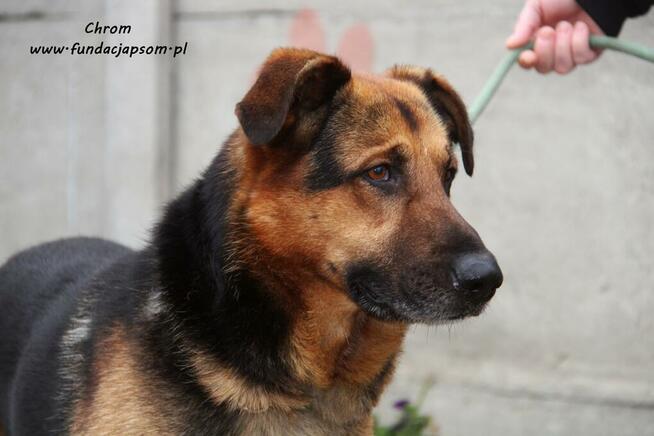 Chrom - pogodny owczarek