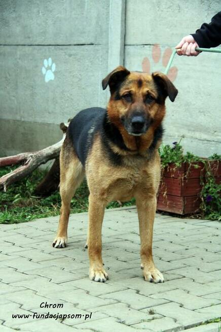 Chrom - pogodny owczarek