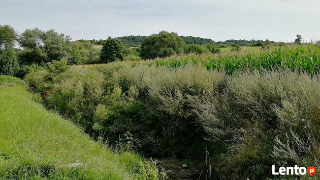 działka rolna powierzchnia 12187m2 Bielawa