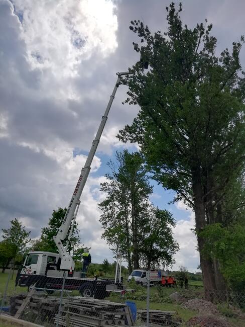 Wycinka drzew, cięcie korygujące i pielęgnacyjne drzew