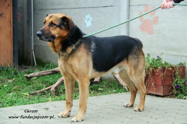 Chrom - pogodny owczarek