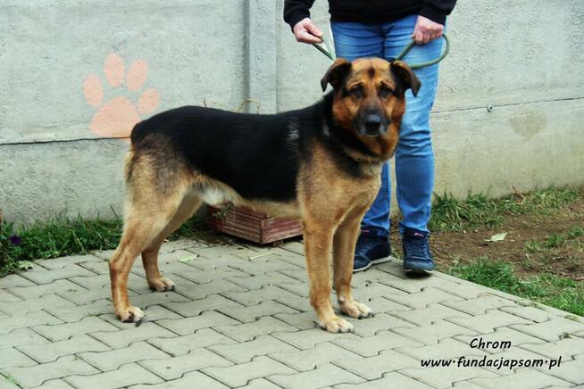 Chrom - pogodny owczarek