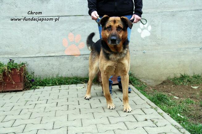 Chrom - pogodny owczarek