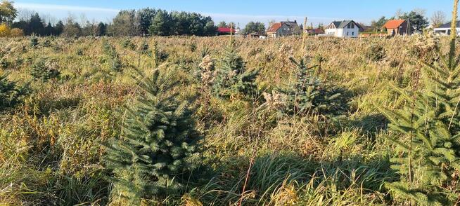 Świerk srebrny do wykopania