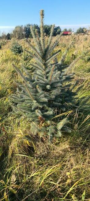 Świerk srebrny do wykopania