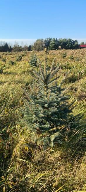 Świerk srebrny do wykopania