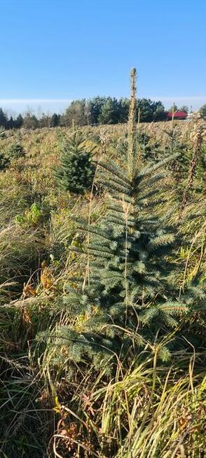 Świerk srebrny do wykopania
