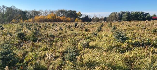 Świerk srebrny do wykopania