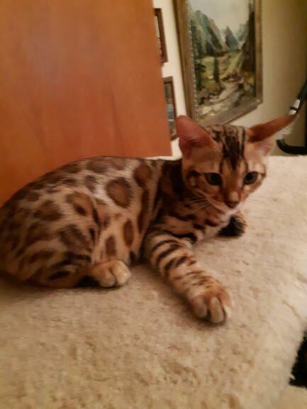 Bengalski Kot- są sliczne rozetowe kocięta - Hod. Kotów Beng