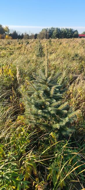 Świerk srebrny do wykopania