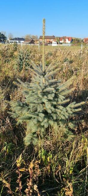 Świerk srebrny do wykopania