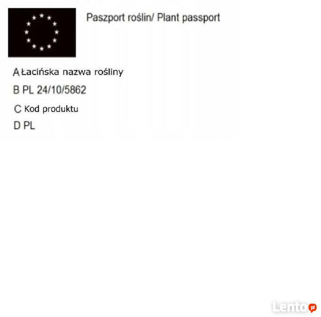 HURT C2 Róża dzika rosa rugosa 30-60 cm.