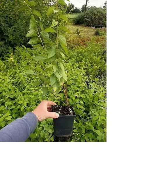P11 Śliwa wiśniowa Prunus Spinosa HURT-DETAL Dostawa
