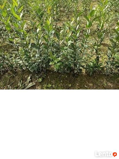 Ligustr pospolity żywopłot HURT-DETAL Dostawa