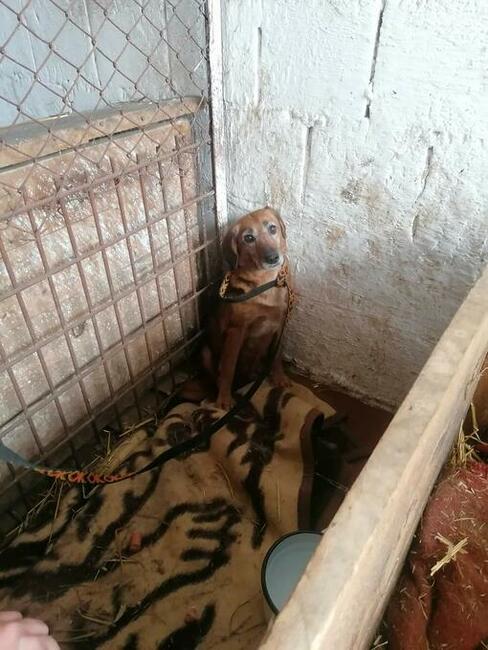 Starsza wycofana sunia szuka PILNIE domku pełnego miłości