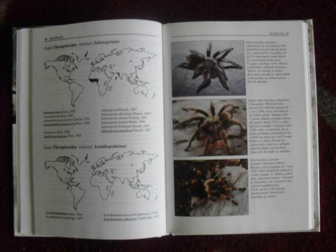 Książka Sklipkani - Ptaszniki - poradnik hodowli