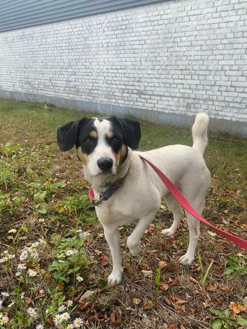 Młody pozytywny psiak kochający ludzi BŁAGA o wspaniały dom