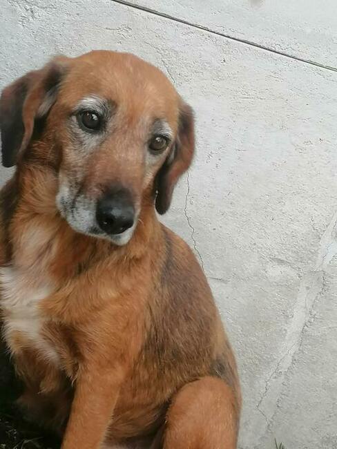 Starsza wycofana sunia szuka PILNIE domku pełnego miłości