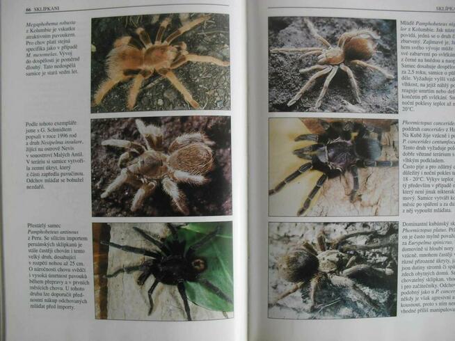 Książka Sklipkani - Ptaszniki - poradnik hodowli