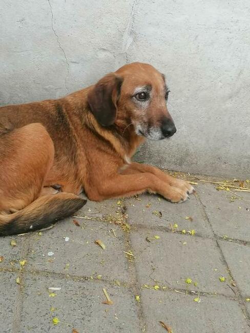 Starsza wycofana sunia szuka PILNIE domku pełnego miłości