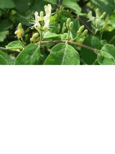 P11 Wiciokrzew pospolity Lonicera xylosteum HURT-DETAL Dost