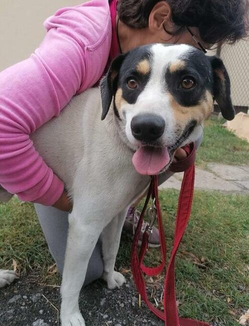 Młody pozytywny psiak kochający ludzi BŁAGA o wspaniały dom