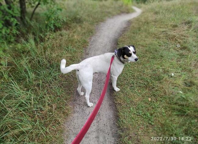 Młody pozytywny psiak kochający ludzi BŁAGA o wspaniały dom