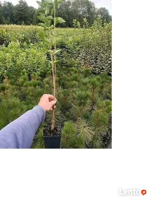 P11 Wiciokrzew pospolity Lonicera xylosteum HURT-DETAL Dost