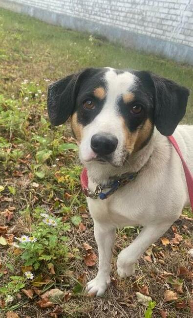 Młody pozytywny psiak kochający ludzi BŁAGA o wspaniały dom