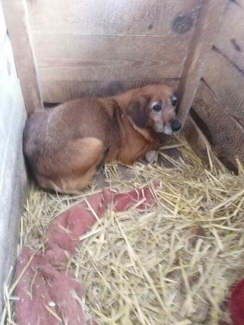 Starsza wycofana sunia szuka PILNIE domku pełnego miłości