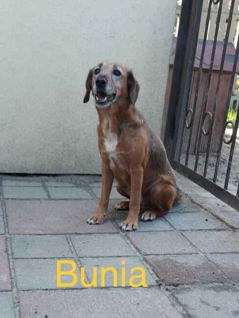 Starsza skrzywdzona sunia szuka PILNIE kochającego domu