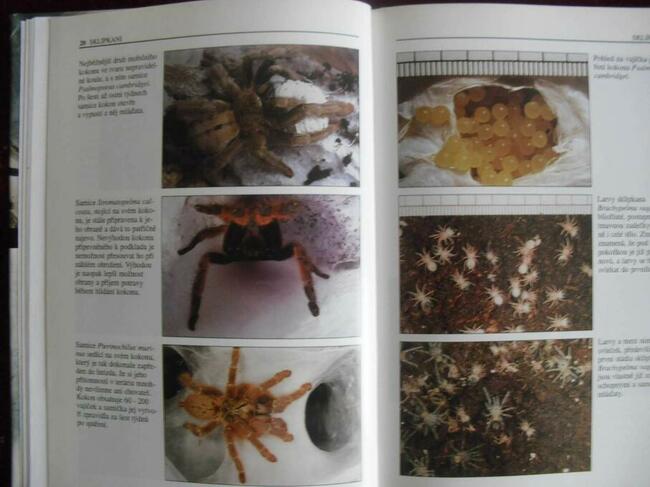 Książka Sklipkani - Ptaszniki - poradnik hodowli