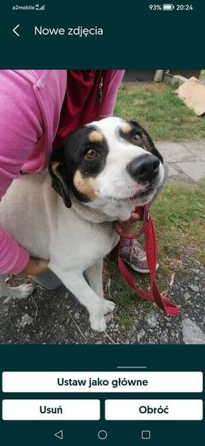 Młody pozytywny psiak kochający ludzi BŁAGA o wspaniały dom