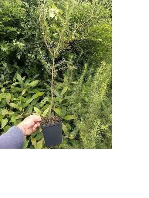 P11 Modrzew Japoński Larix Kaempferi HURT DETAL DOSTAWA