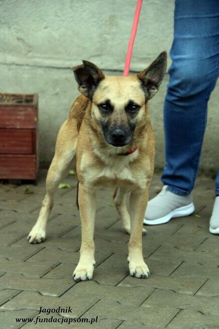 Jagodnik - sympatyczny rudzielec