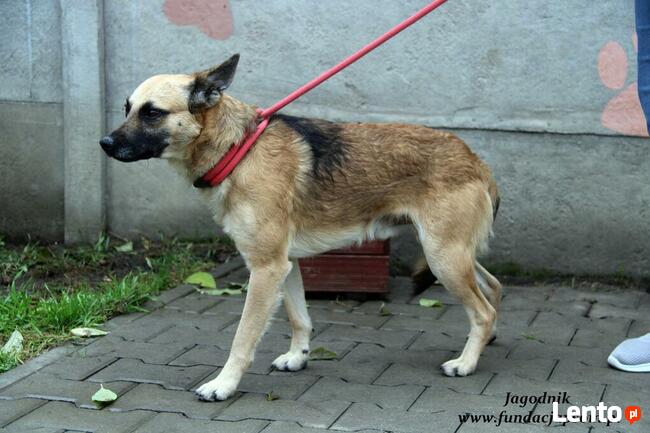 Jagodnik - sympatyczny rudzielec