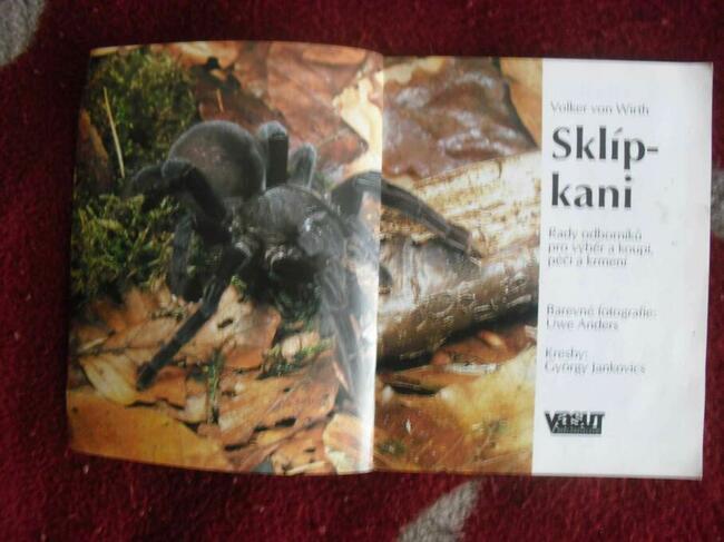 Książka Skipkani - Ptaszniki - Poradnik hodowli