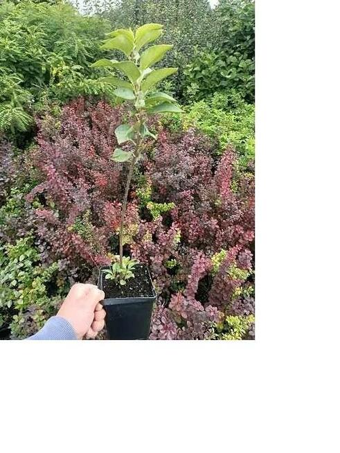 P11 Lilak Josiki Syringa Josikaea HURT DETAL Dostawa