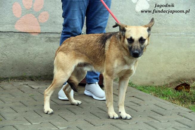 Jagodnik - sympatyczny rudzielec