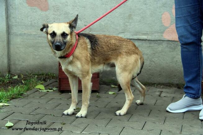 Jagodnik - sympatyczny rudzielec