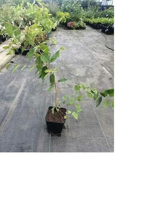 P14 Kalina Japońska Cascade Viburnum Plicatum HURT DETAL