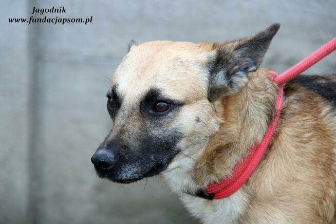 Jagodnik - sympatyczny rudzielec