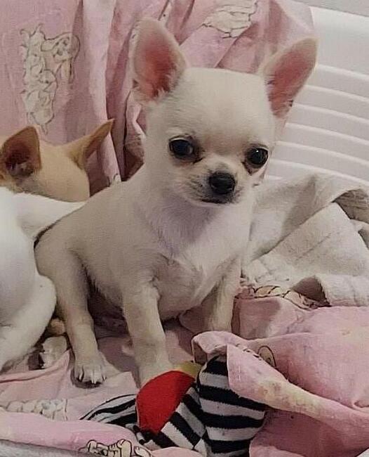 Chihuahua piękna sunia rodowód ZKWP