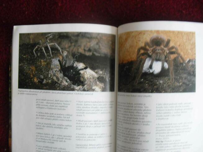 Książka Skipkani - Ptaszniki - Poradnik hodowli